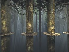 2DDM Treetop